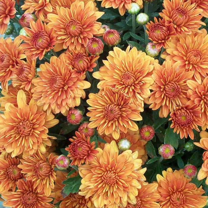 304-chrysanthemum-3.webp Chrysanthemum