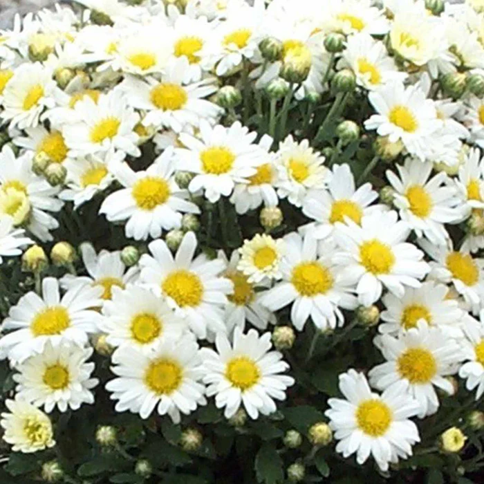 304-chrysanthemum-4.webp Chrysanthemum