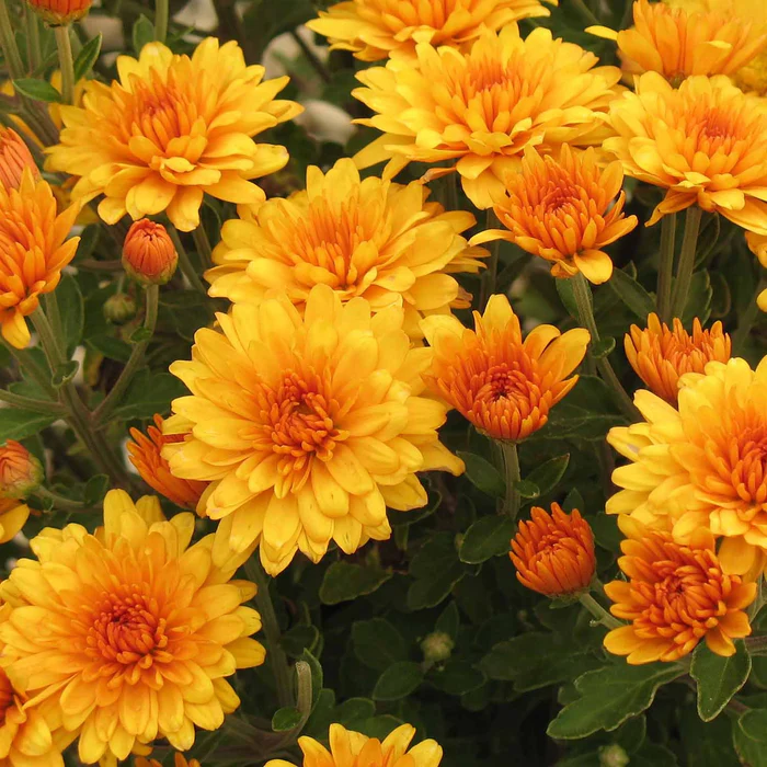 304-chrysanthemum-5.webp Chrysanthemum