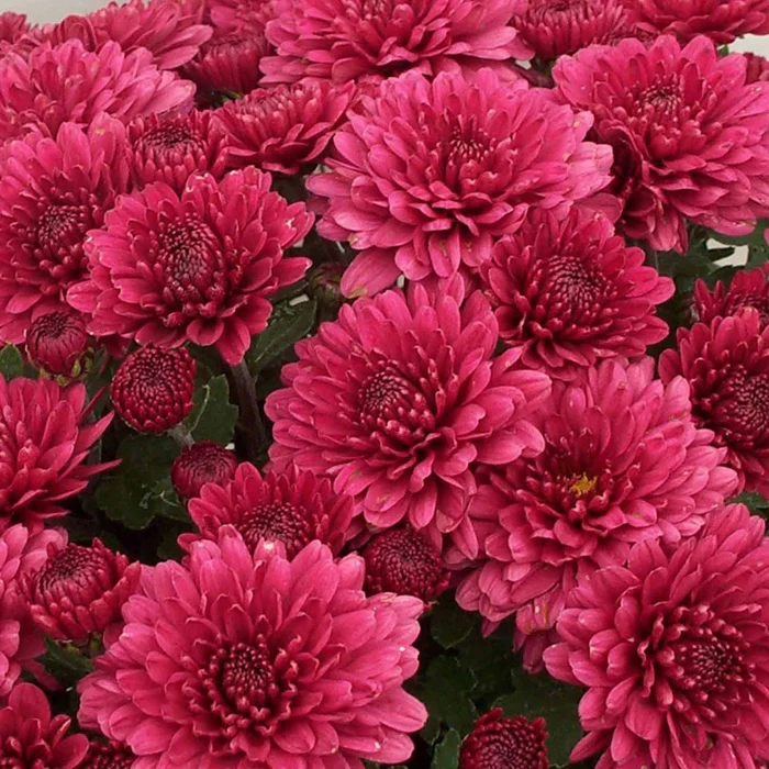 304-chrysanthemum-6.webp Chrysanthemum