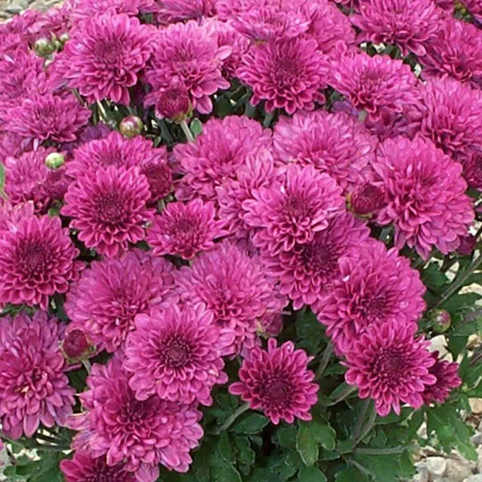 304-chrysanthemum-7.webp Chrysanthemum