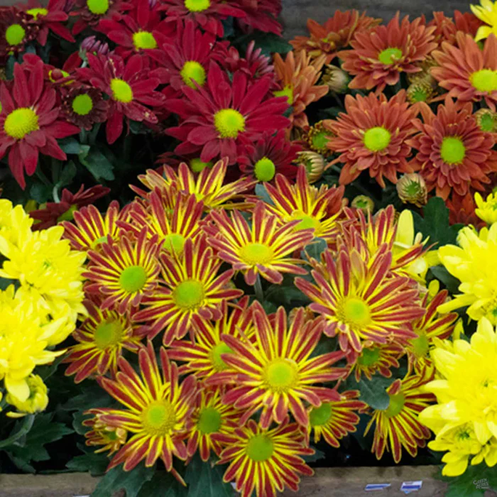 304-chrysanthemum-8.webp Chrysanthemum