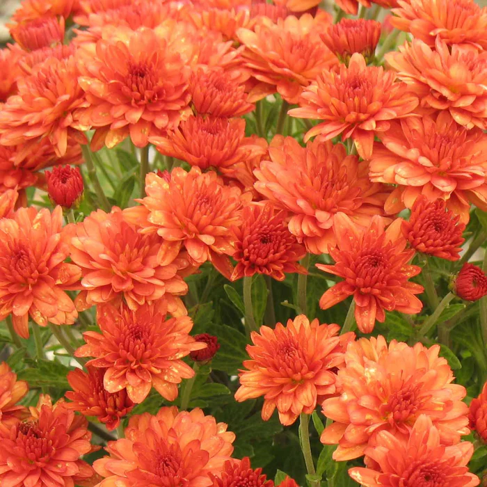 304-chrysanthemum-9.webp Chrysanthemum