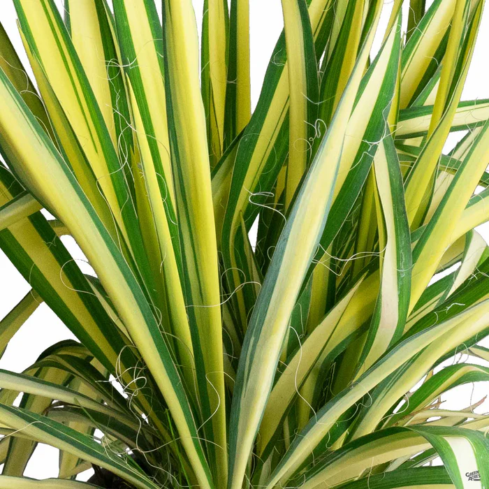 Yucca 'Color Guard'
