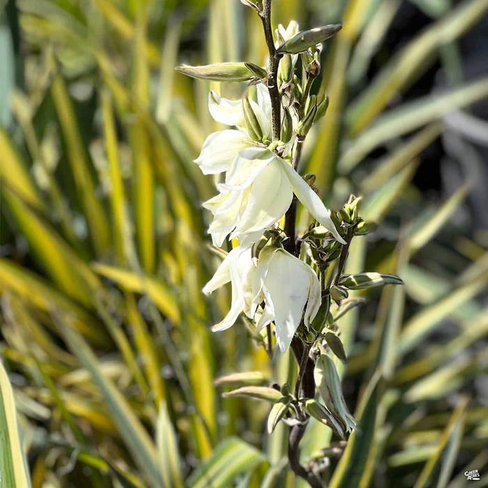 Yucca 'Color Guard'