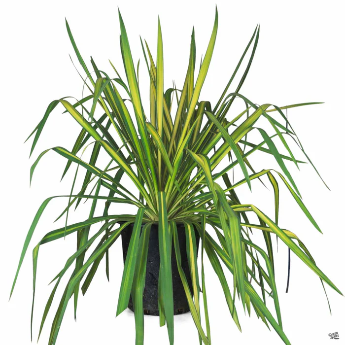 Yucca 'Color Guard'