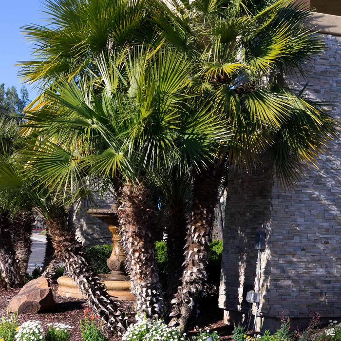 3047-mediterranean-fan-palm-1.webp Mediterranean Fan Palm