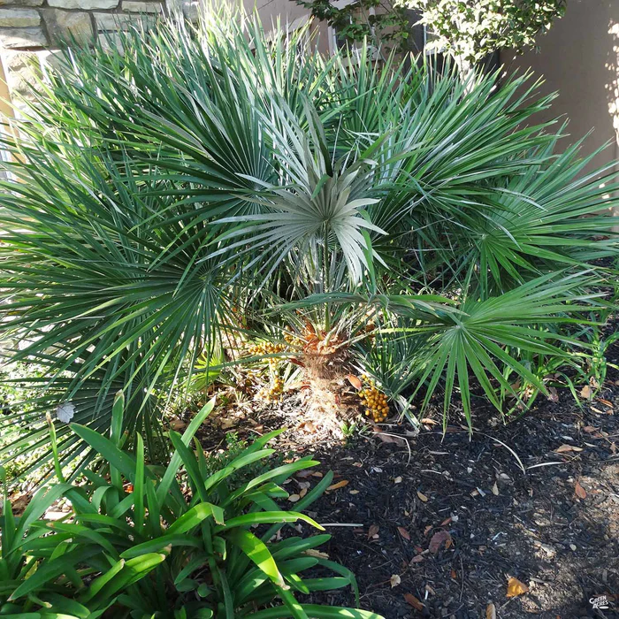 3047-mediterranean-fan-palm-2.webp Mediterranean Fan Palm