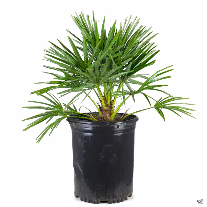 3047-mediterranean-fan-palm-3.webp Mediterranean Fan Palm