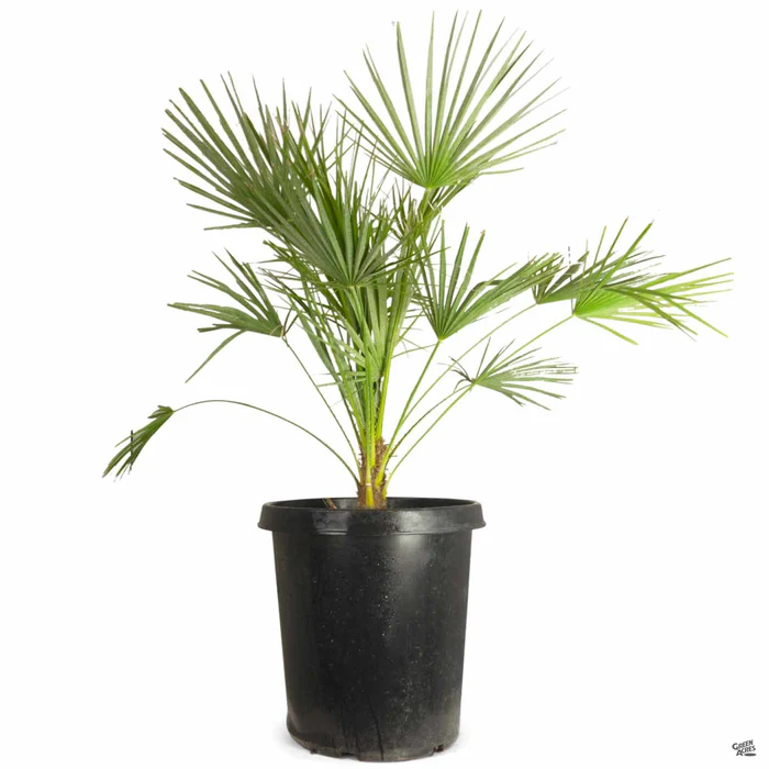 3047-mediterranean-fan-palm-4.webp Mediterranean Fan Palm