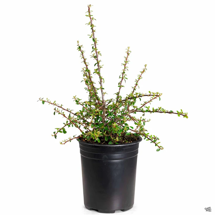 3054-cotoneaster-lowfast-2.webp Cotoneaster 'Lowfast'