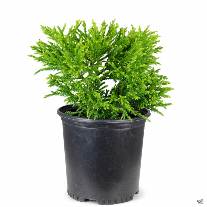 3055-cryptomeria-little-diamond-2.webp Cryptomeria 'Little Diamond'