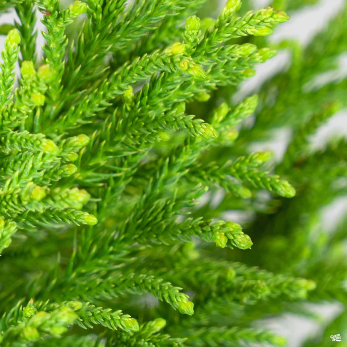 3055-cryptomeria-little-diamond-3.webp Cryptomeria 'Little Diamond'