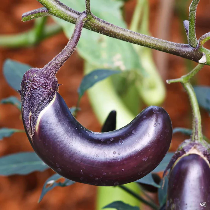 3056-eggplant-millionaire-1.webp Eggplant 'Millionaire'