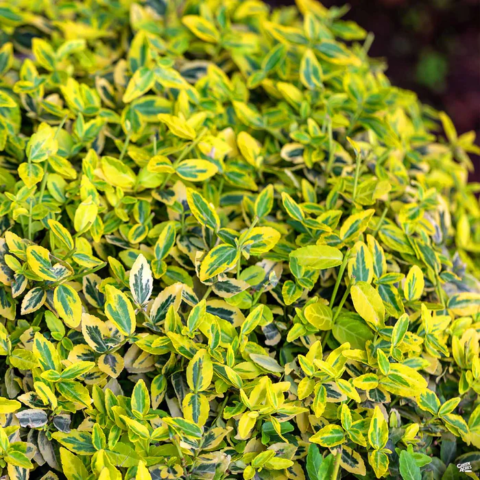 Euonymus 'Emerald 'n' Gold'