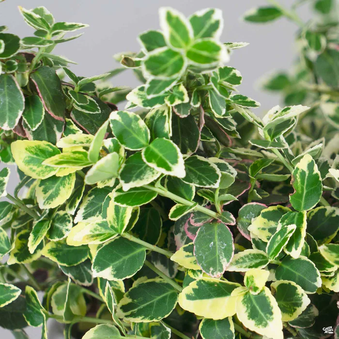 Euonymus 'Gracilis'
