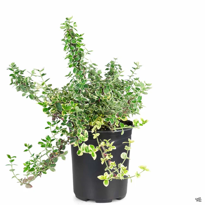 Euonymus 'Gracilis'