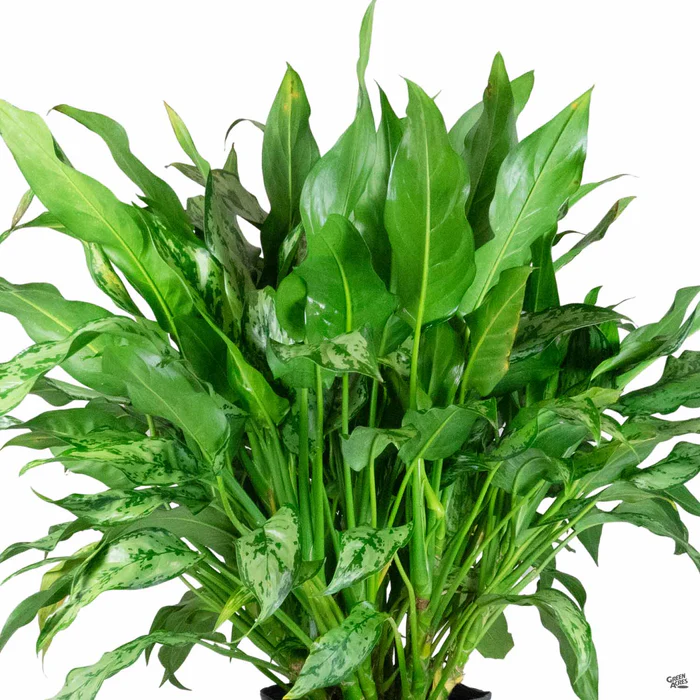 Aglaonema 'Romeo'