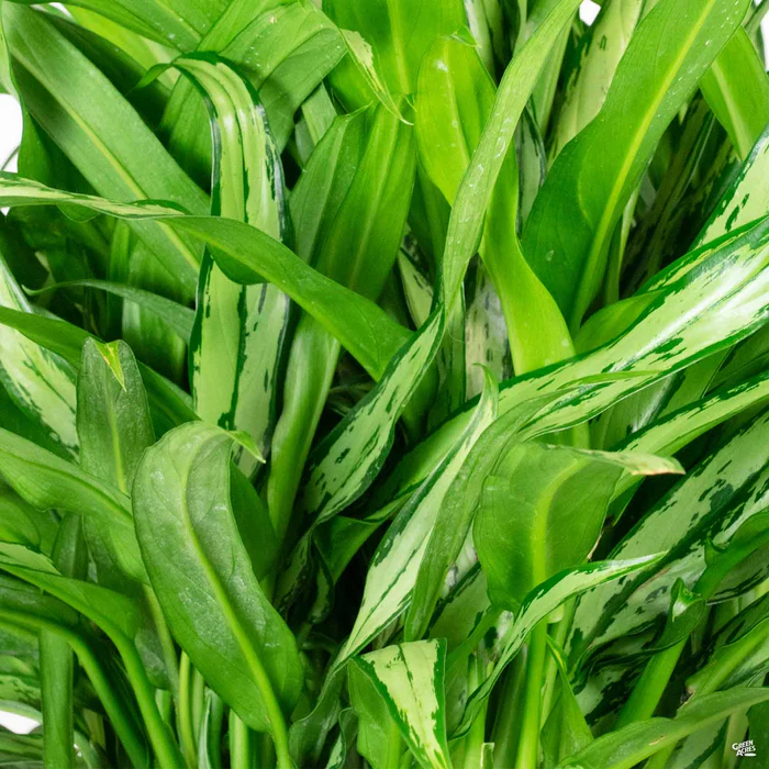 3069-aglaonema-cutlass-1.webp Aglaonema 'Cutlass'