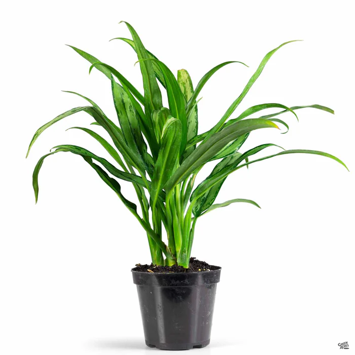 3069-aglaonema-cutlass-2.webp Aglaonema 'Cutlass'