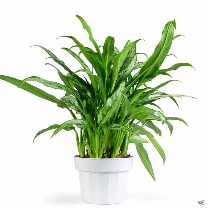 3069-aglaonema-cutlass-3.webp Aglaonema 'Cutlass'
