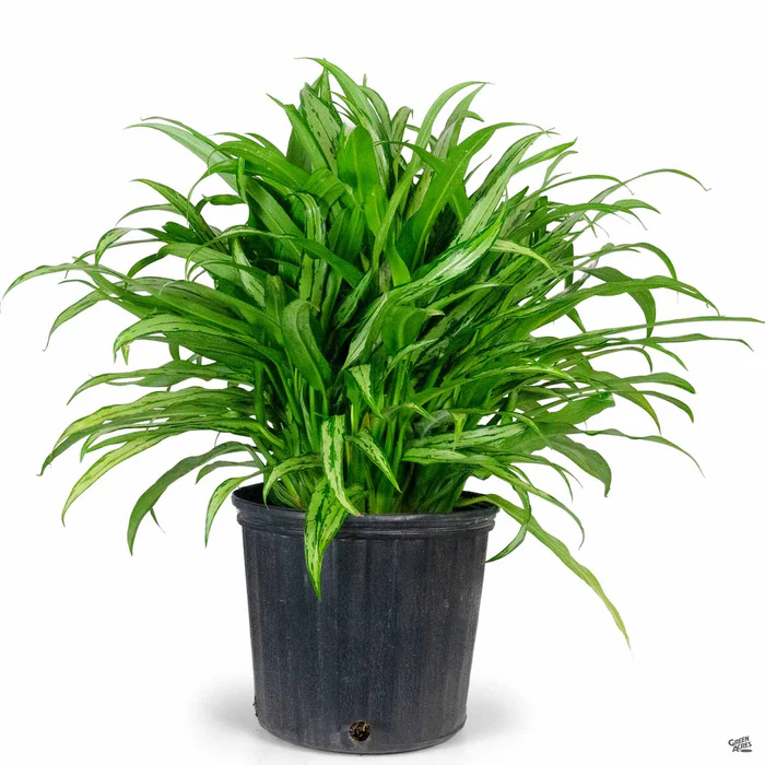 3069-aglaonema-cutlass-4.webp Aglaonema 'Cutlass'
