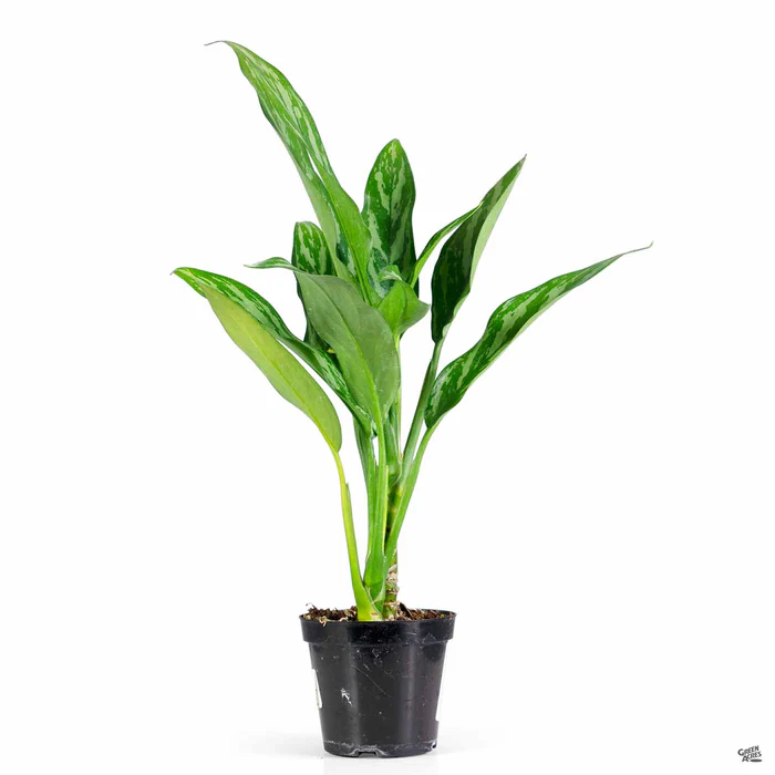 Aglaonema 'Tigress'