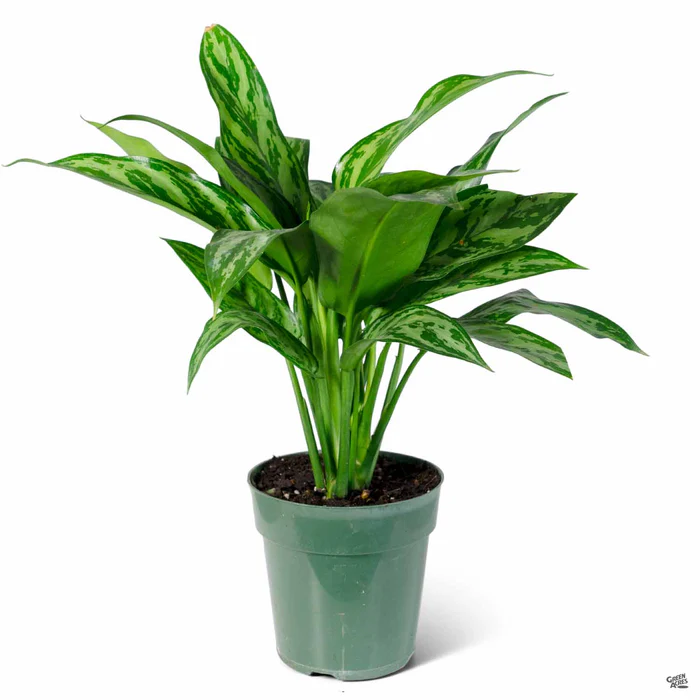 Aglaonema 'Tigress'
