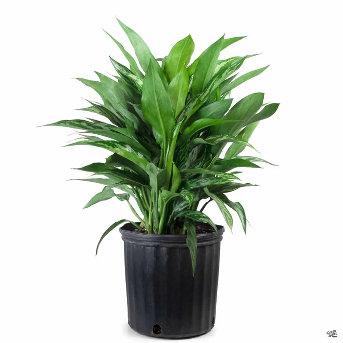 Aglaonema 'Tigress'