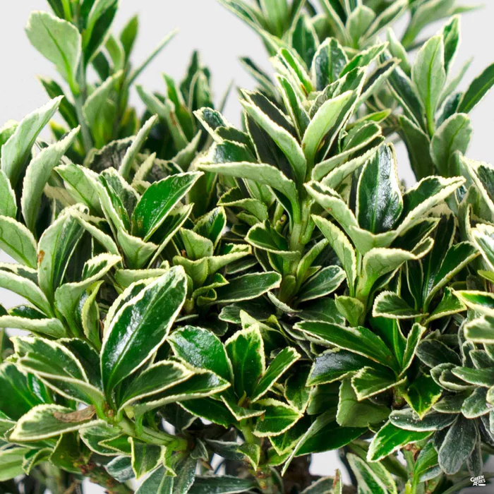 3080-variegated-boxleaf-euonymus-1.webp Variegated Boxleaf Euonymus