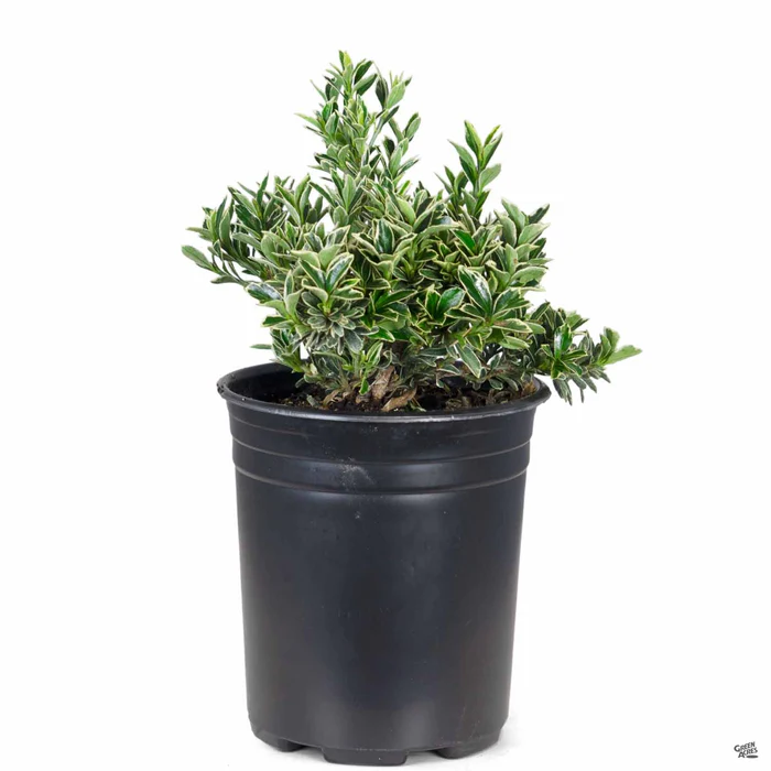 3080-variegated-boxleaf-euonymus-2.webp Variegated Boxleaf Euonymus