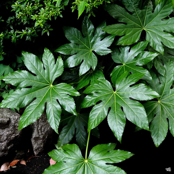 3081-japanese-aralia-1.webp Japanese Aralia