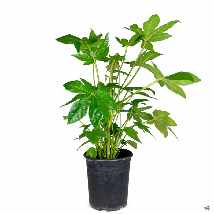 Japanese Aralia