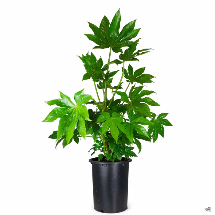 Japanese Aralia