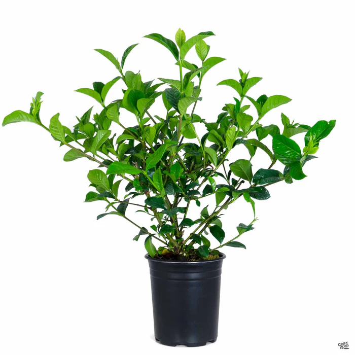 Gardenia 'Mystery'