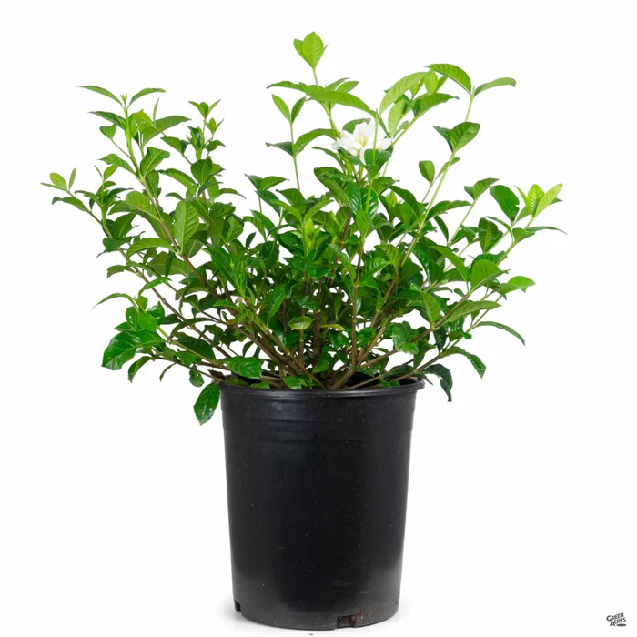 Gardenia 'Mystery'