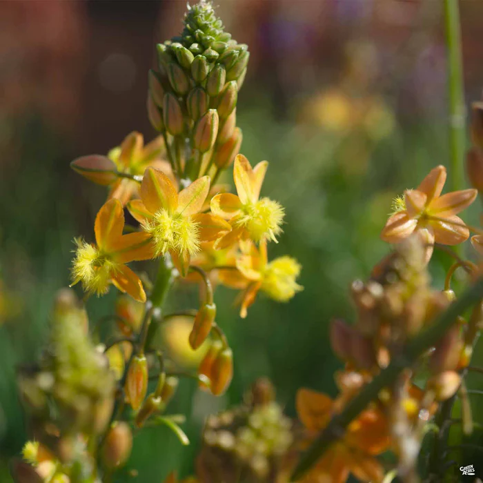 Snake Flower