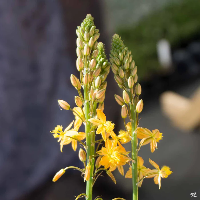 Snake Flower