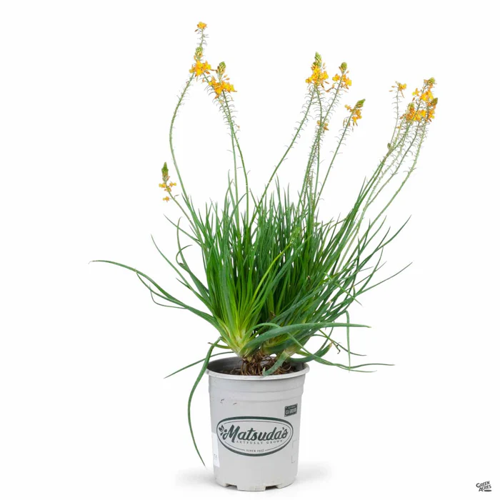 Snake Flower