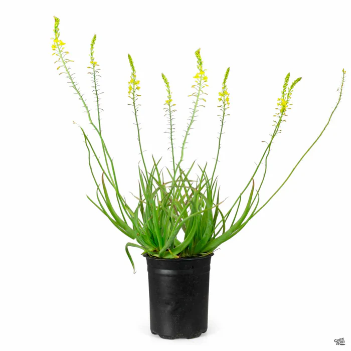 Snake Flower