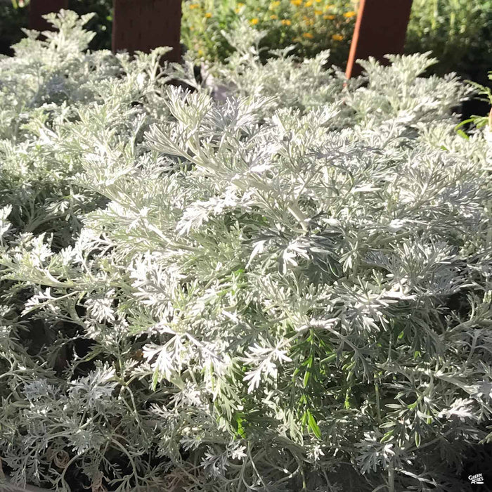 Artemisia 'Powis Castle'