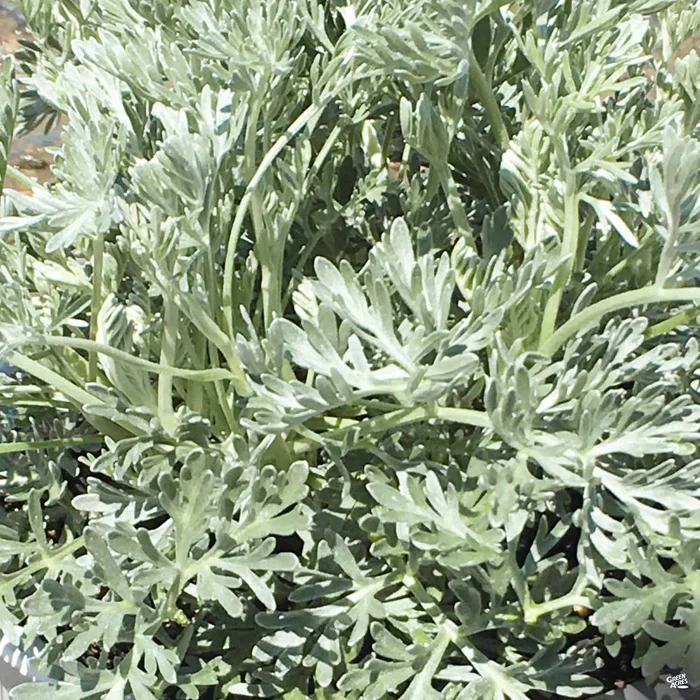 Artemisia 'Powis Castle'