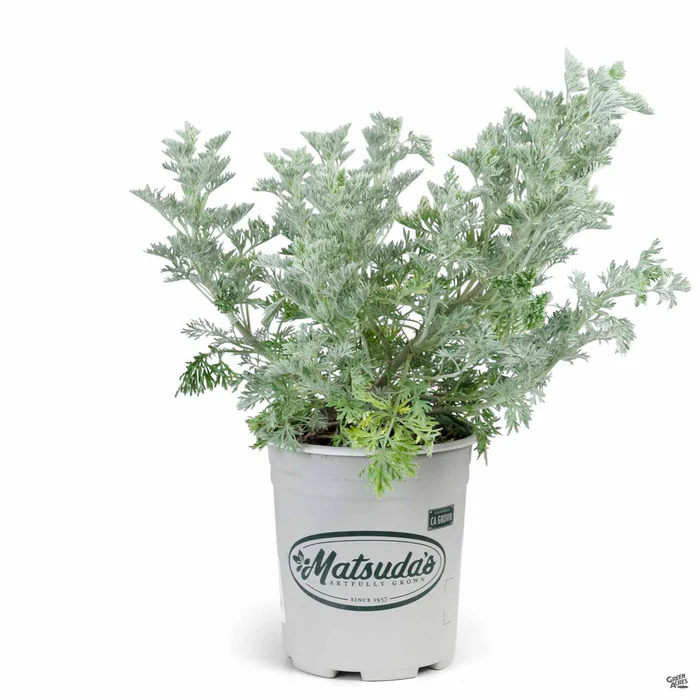 Artemisia 'Powis Castle'