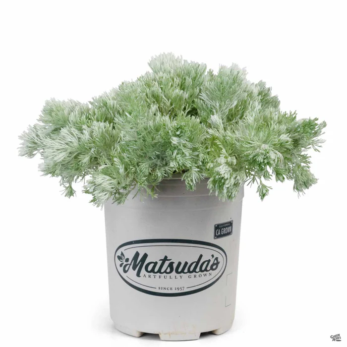 Artemisia 'Silver Mound'