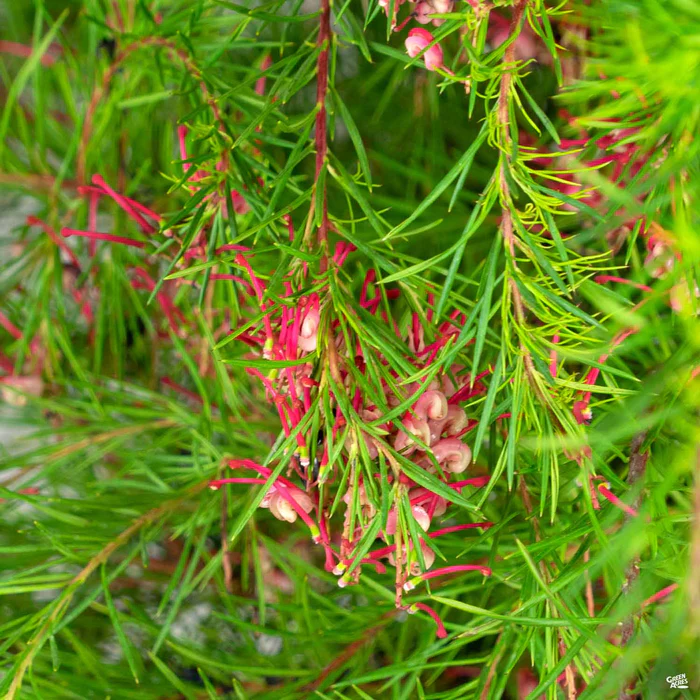 3094-grevillea-noellii-1.webp Grevillea 'Noellii'