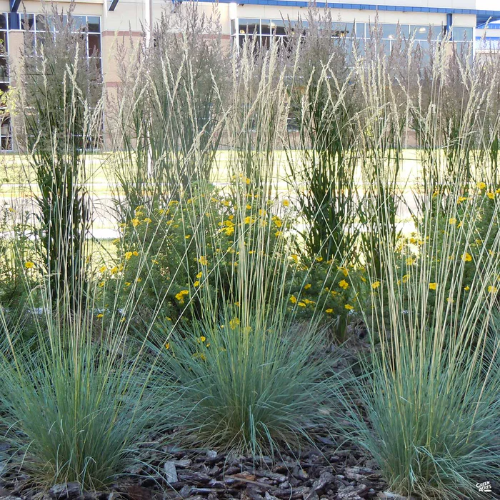 3097-blue-oat-grass-1.webp Blue Oat Grass