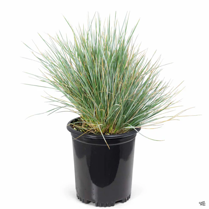 3097-blue-oat-grass-2.webp Blue Oat Grass