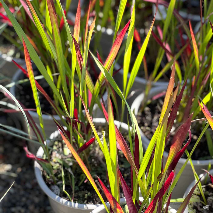 Japanese Blood Grass