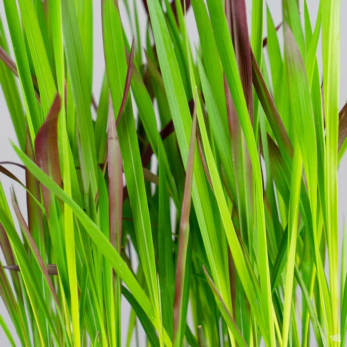 Japanese Blood Grass