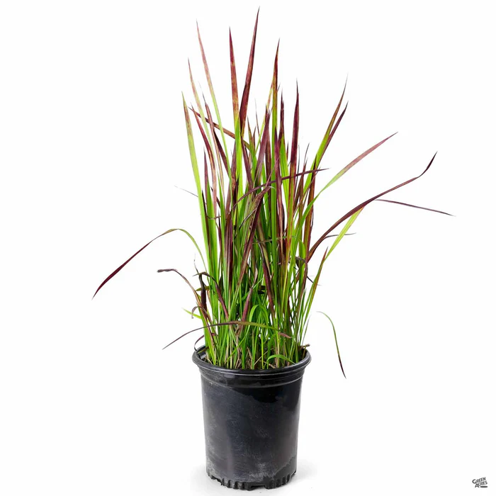 Japanese Blood Grass